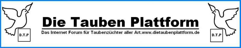 Banner Tauben Plattform